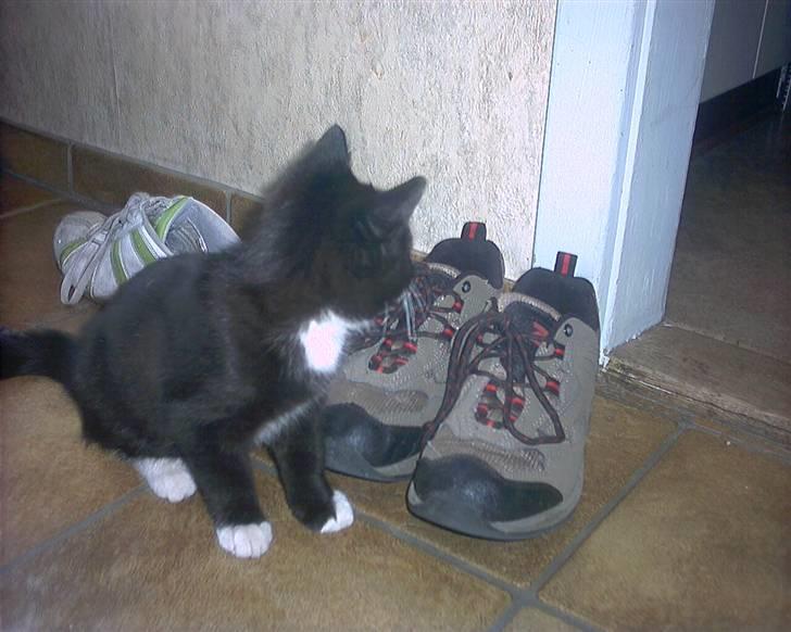 Blanding af racer Kismano billede 4