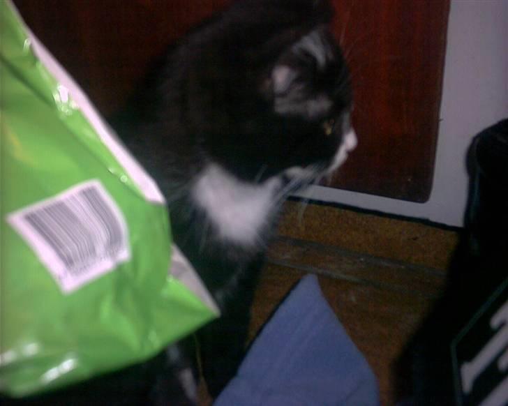 Blanding af racer Kismano billede 5