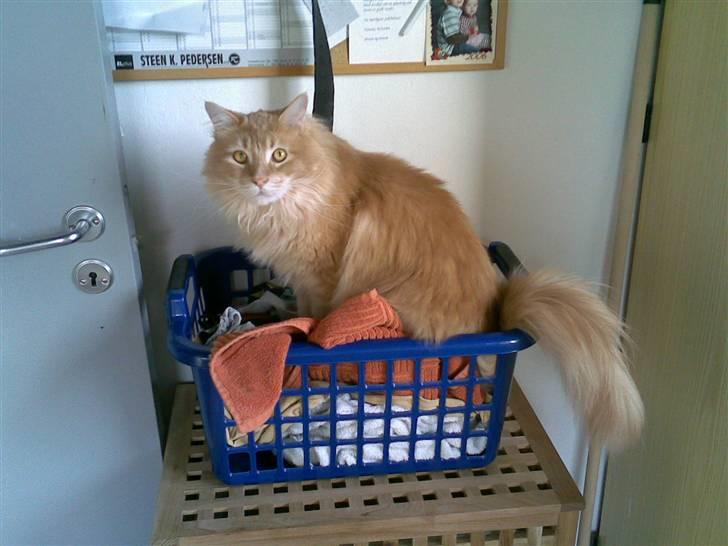 Maine Coon Aslan - Aslan, konge af vasketøjs bjerget ;) billede 20