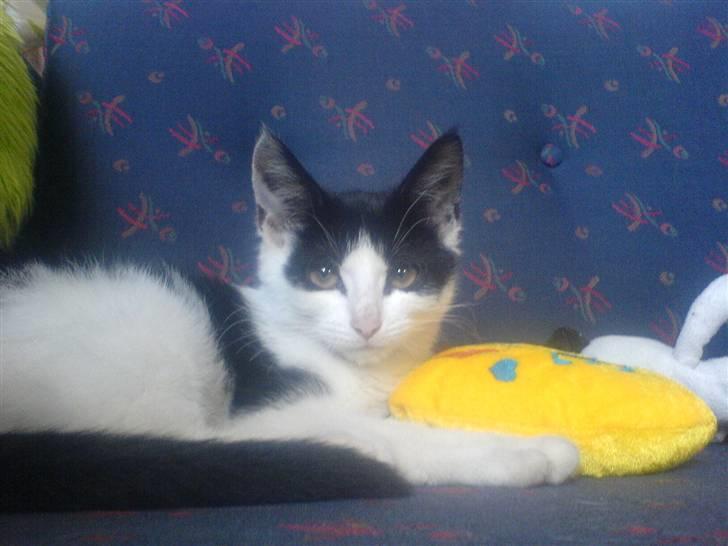 Huskat mogson-DØD- Savn billede 18