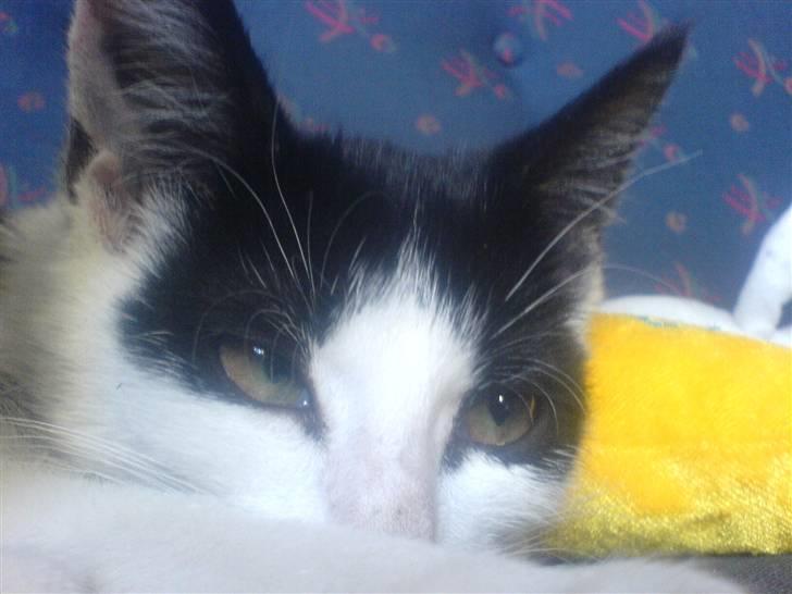 Huskat mogson-DØD- Savn billede 19