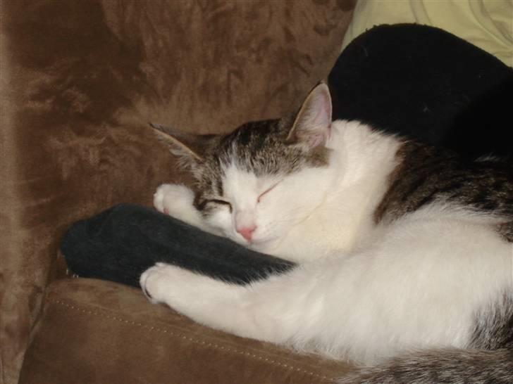 Blanding af racer Pumba - Her er min søster... Hun er kun 4 mdr og tror jeg er hendes mor.. Hun prøver og die hos mig... billede 5