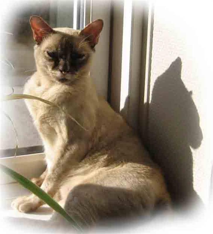 Burmeser Belle Amours Gaby billede 1