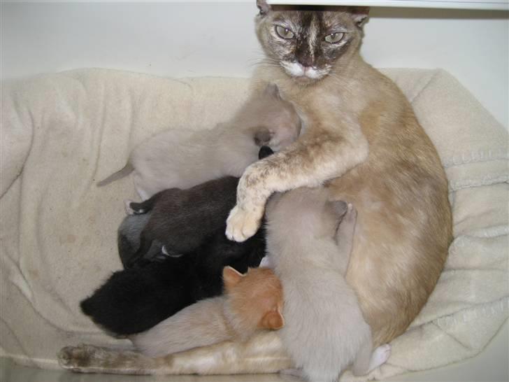 Burmeser Belle Amours Gaby billede 2