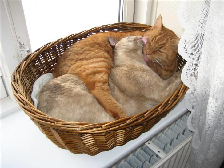 Burmeser Belle Amours Gaby billede 3