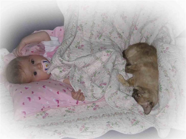 Burmeser Belle Amours Gaby billede 4