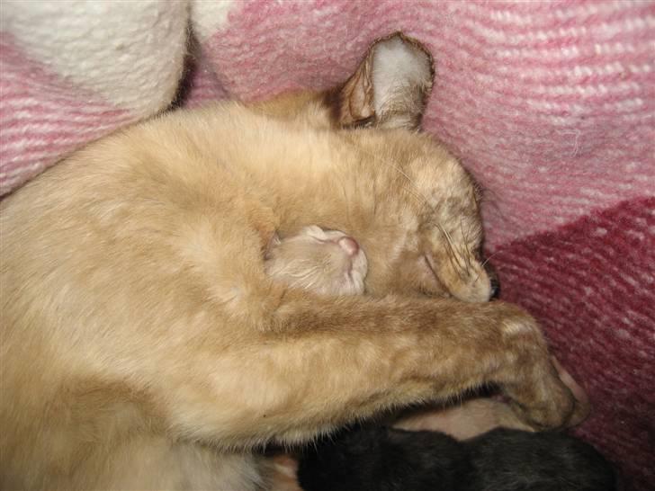 Burmeser Belle Amours Gaby billede 5