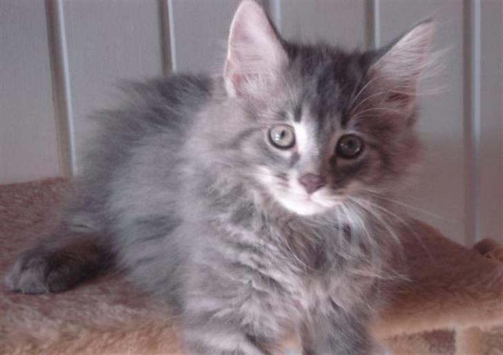 Norsk Skovkat Basse R.I.P. billede 6