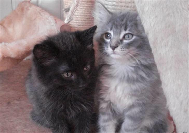 Norsk Skovkat Basse R.I.P. - Sidder med en bror :-) billede 7