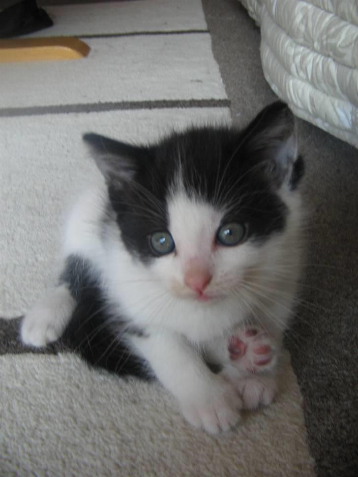 Blanding af racer Prikken *død* - Prikken som en lille killing billede 4