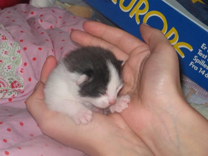 Blanding af racer Prikken *død* - Nyfødt og såååå sød  billede 5