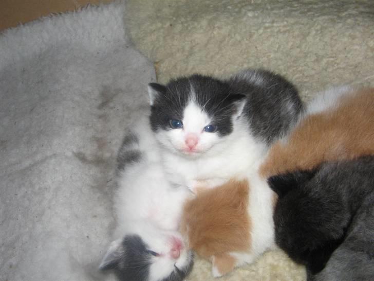 Blanding af racer Prikken *død* - Prikken nogle dage gammel billede 6