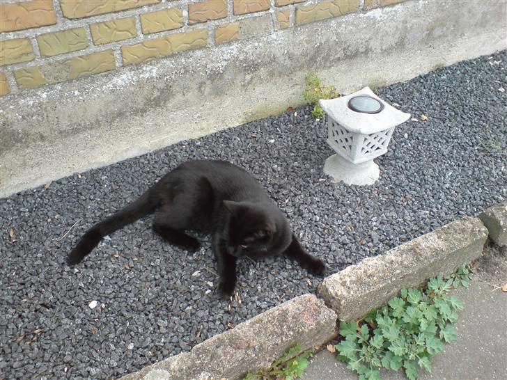 Blanding af racer Charlotte billede 15