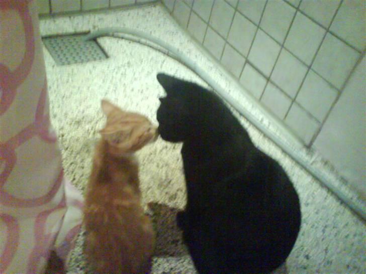 Blanding af racer Charlotte billede 16