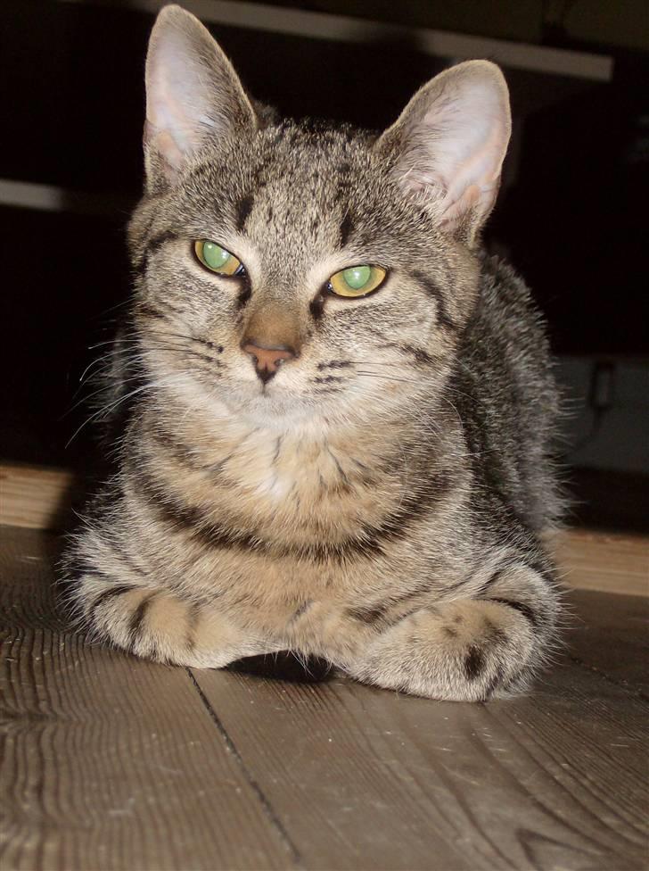 Blanding af racer Aiton R.I.P - mit helt nye krassetræ billede 1