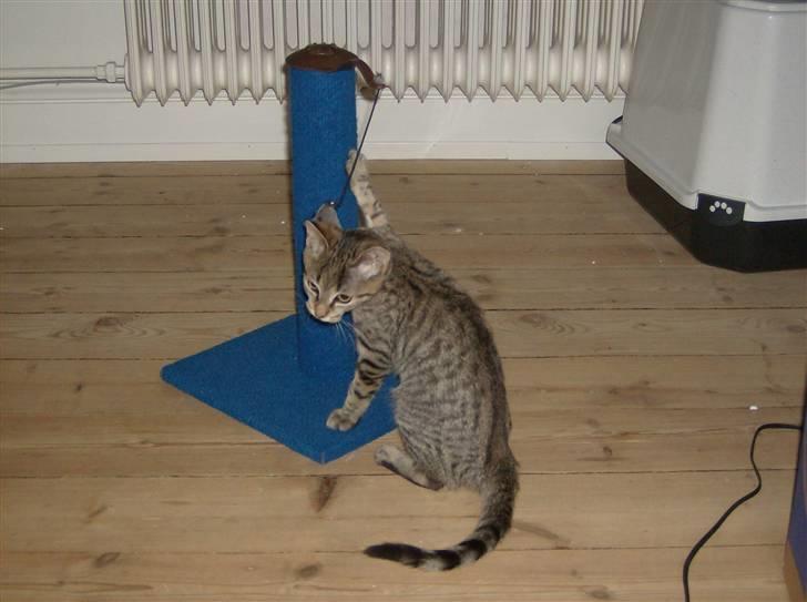 Blanding af racer Aiton R.I.P - som bare er SÅ sjovt billede 2