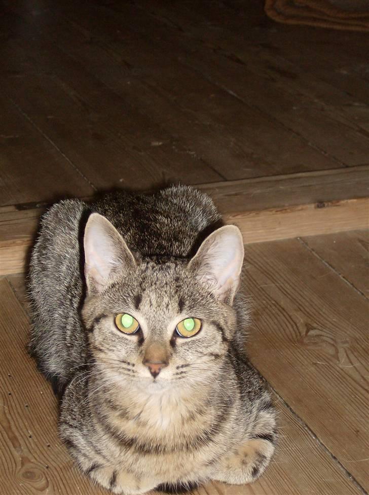 Blanding af racer Aiton R.I.P - jeg er på WC billede 3