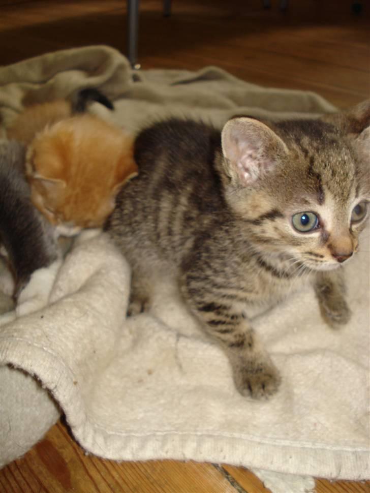 Blanding af racer Aiton R.I.P - de andre sover jeg gider ikke billede 4