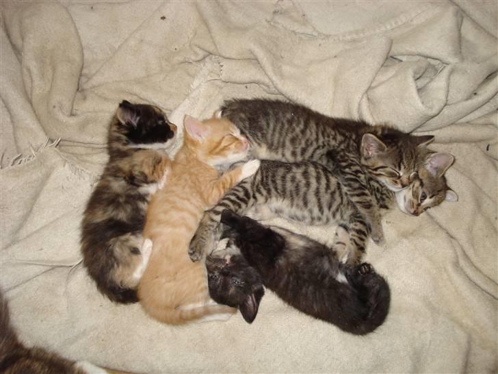 Blanding af racer Aiton R.I.P - her sover vi alle 5, det er mig med poten hen over en af mine søskende billede 5