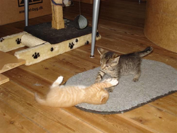 Blanding af racer Aiton R.I.P - jeg slåsser med Simba billede 6