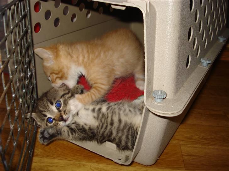 Blanding af racer Aiton R.I.P - uuuuhhh aaavvv Simba banker mig billede 7