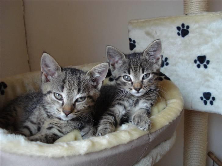 Blanding af racer Aiton R.I.P - ligner vi ikke bare hinanden billede 8