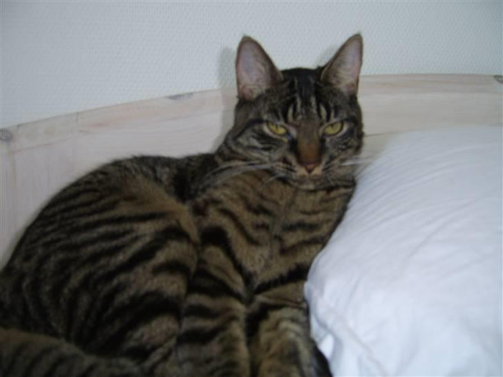 Huskat Raja - En af ynglingssovepladserne - ved siden af mor´s hovedpude billede 2