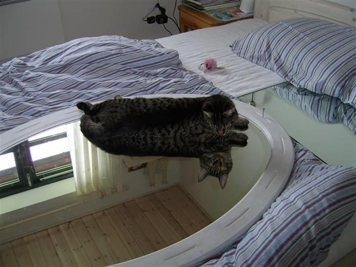 Huskat Raja - De er en fremmed kat derinde... kan I ikke se den?!?! billede 3