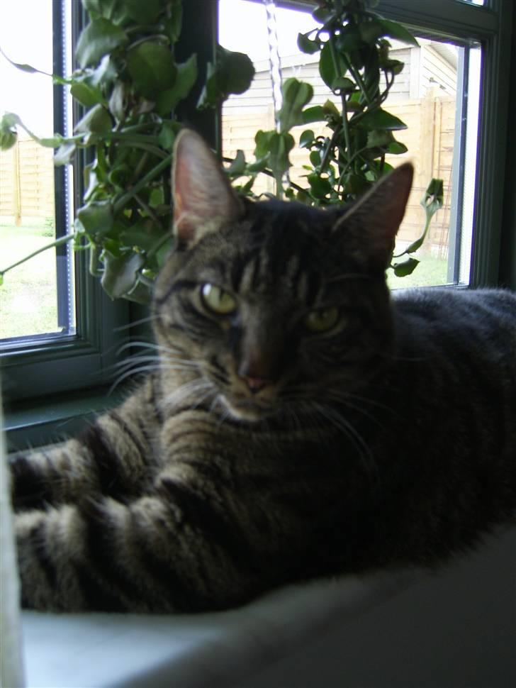 Huskat Raja - Jeg kan lige være her ved siden af planten billede 4