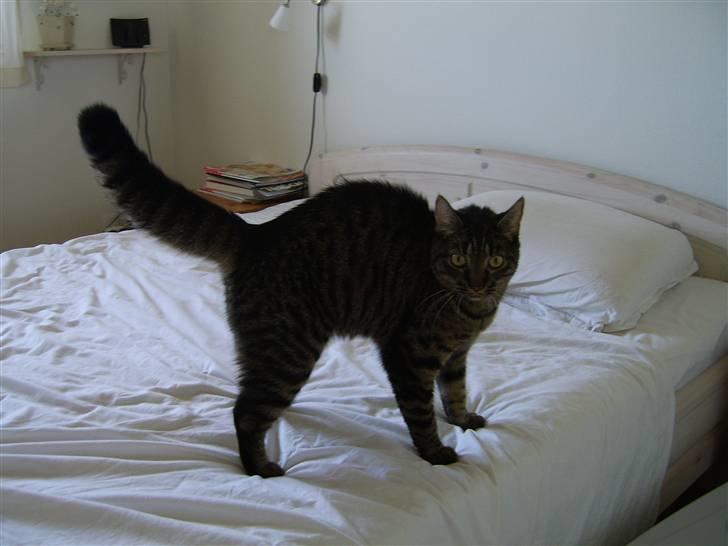 Huskat Raja - Raja får som de fleste andre katte sine flip, hvor hun spurter rundt... her er hun fanget i et af dem. billede 5