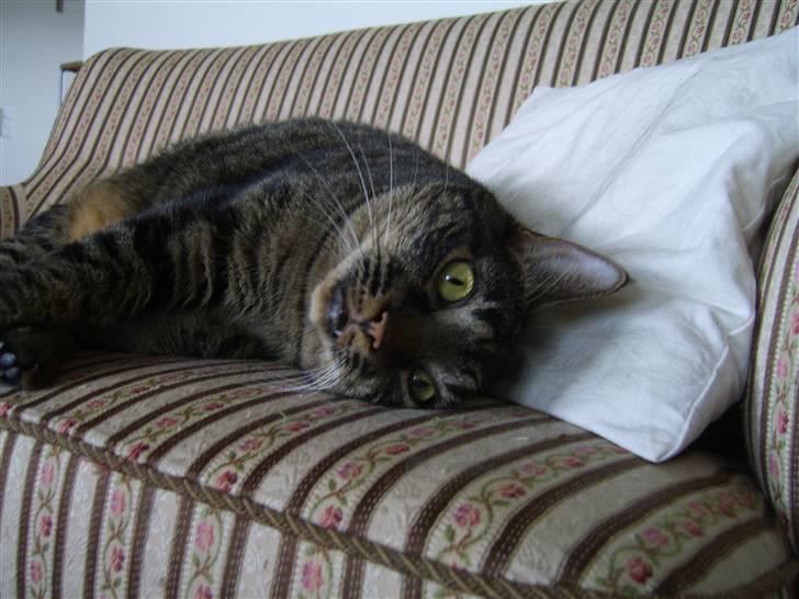 Huskat Raja - ÅHH, min elskede sofa! billede 6