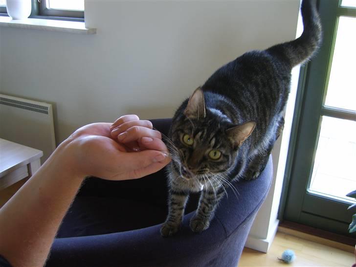 Huskat Raja - FAR!!! Hit med min strip! billede 7