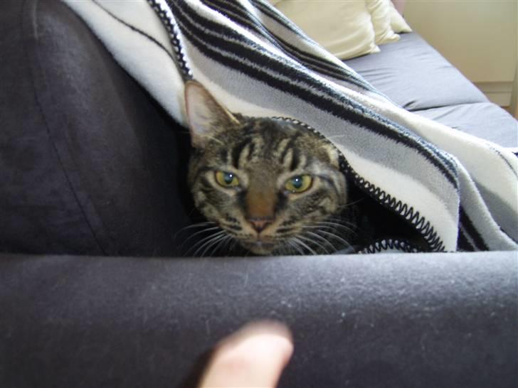 Huskat Raja - Er lige ved, at fange noget meget spændende... (en finger) billede 8