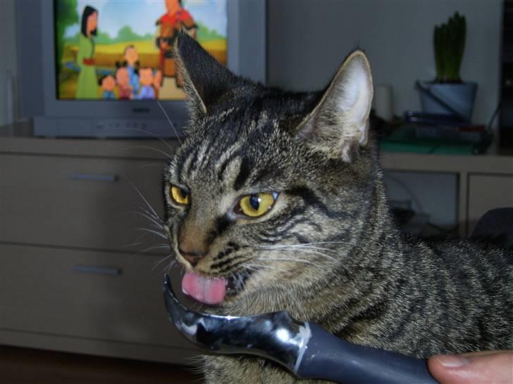 Huskat Raja - Det eneste Raja kan li´ som ikke er tørkost er IS!!! Det vil hun til gengæld meget gerne have. billede 9