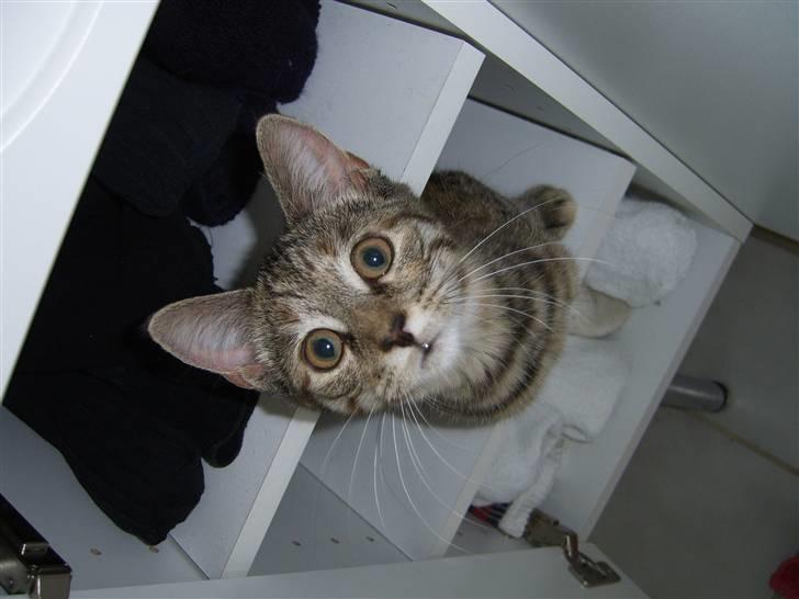 Blanding af racer Lilo - Alt skal undersøges - her er det et skab på badeværelset billede 2