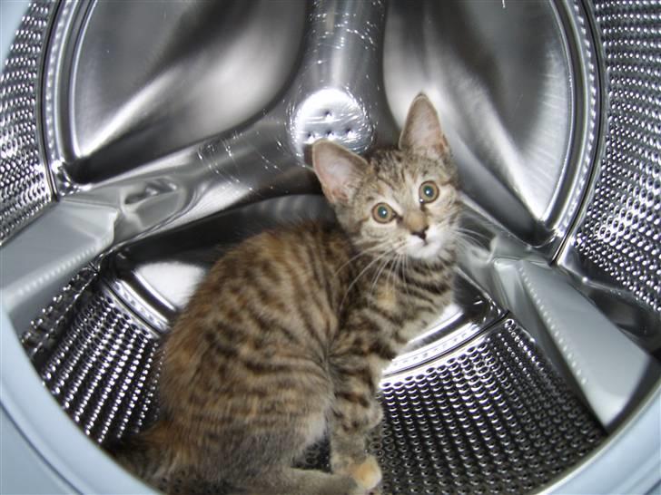 Blanding af racer Lilo - Også vaskemaskinen bliver jævnligt tjekket ud billede 3