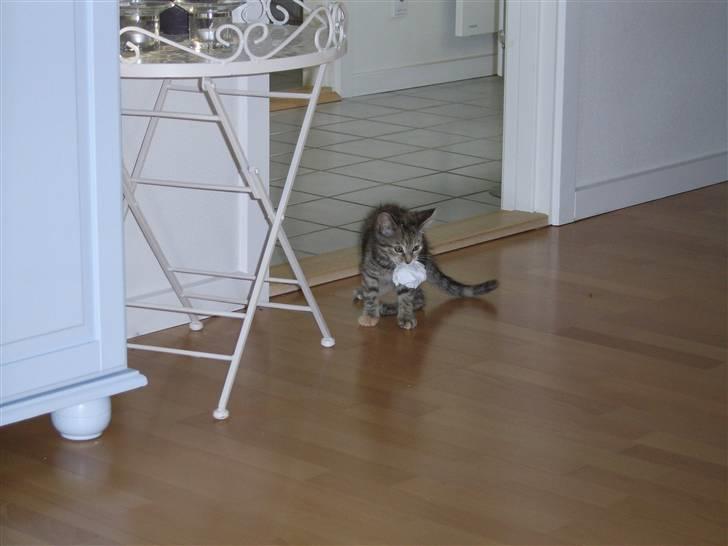 Blanding af racer Lilo - Lilo som meget lille. Hun har fanget en papirkugle billede 4