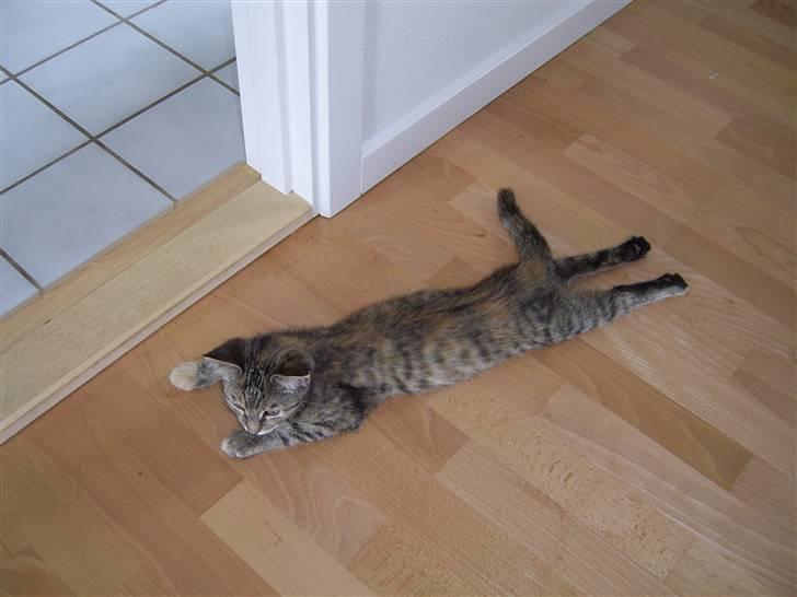 Blanding af racer Lilo - Frø-kat??? billede 5