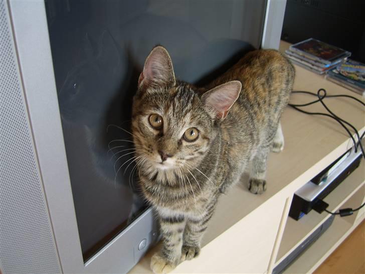 Blanding af racer Lilo - Jeg kan lige være her... billede 6