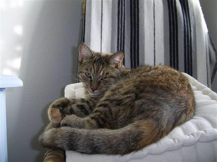 Blanding af racer Lilo - Lilo putter ovenpå en bunke hynder billede 7