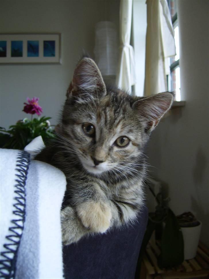 Blanding af racer Lilo - Modelkat... billede 9