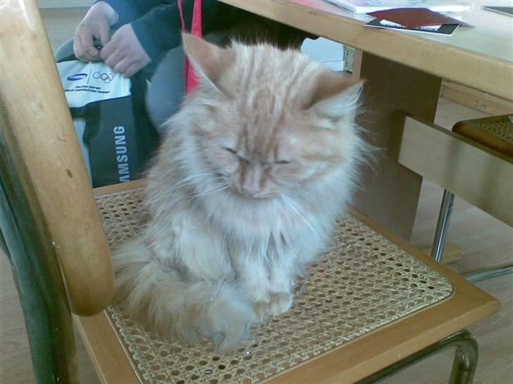 Blanding af racer Sille billede 1