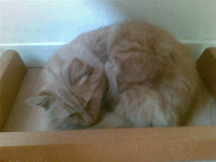 Blanding af racer Sille billede 2