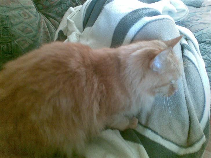 Blanding af racer Sille billede 3