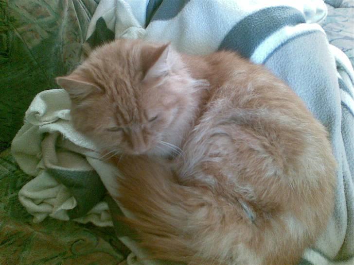 Blanding af racer Sille billede 4