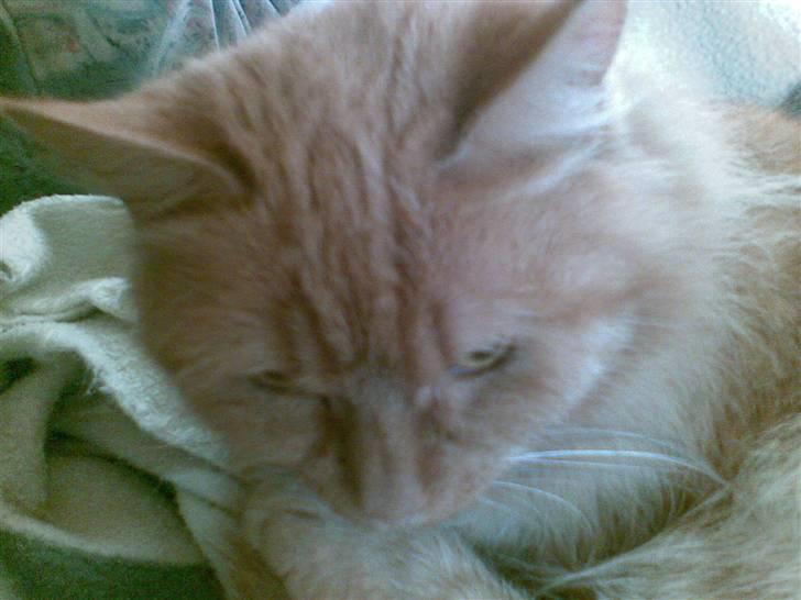 Blanding af racer Sille billede 5