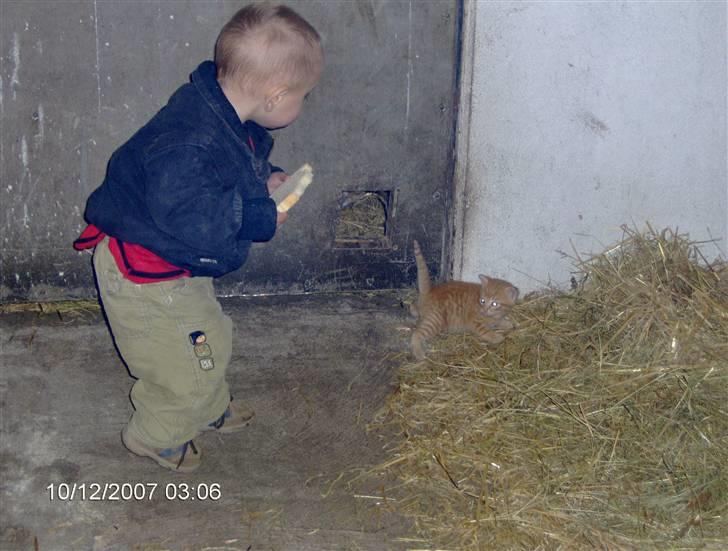 Huskat Miss No Name (død) billede 1