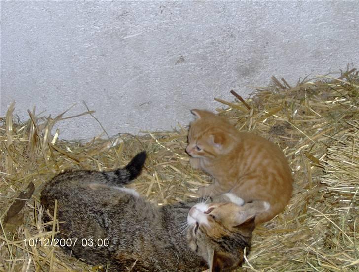 Huskat Miss No Name (død) billede 2