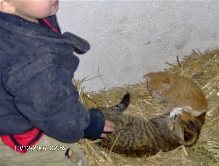 Huskat Miss No Name (død) billede 4