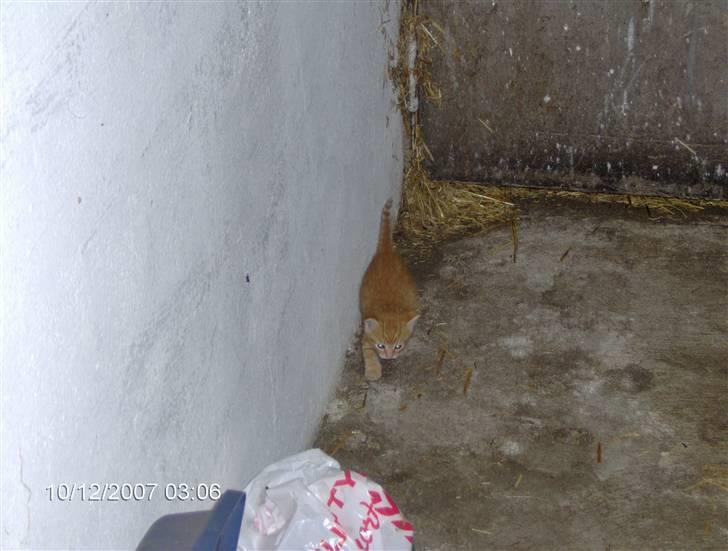 Huskat Miss No Name (død) billede 5